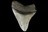 Bargain, Megalodon Tooth - North Carolina #88657-1